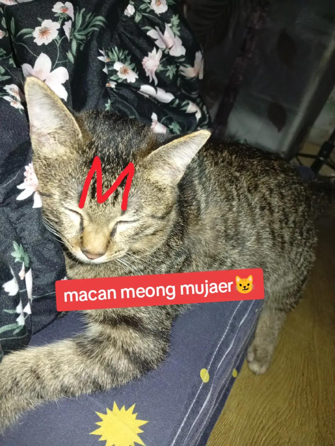 @raffajul