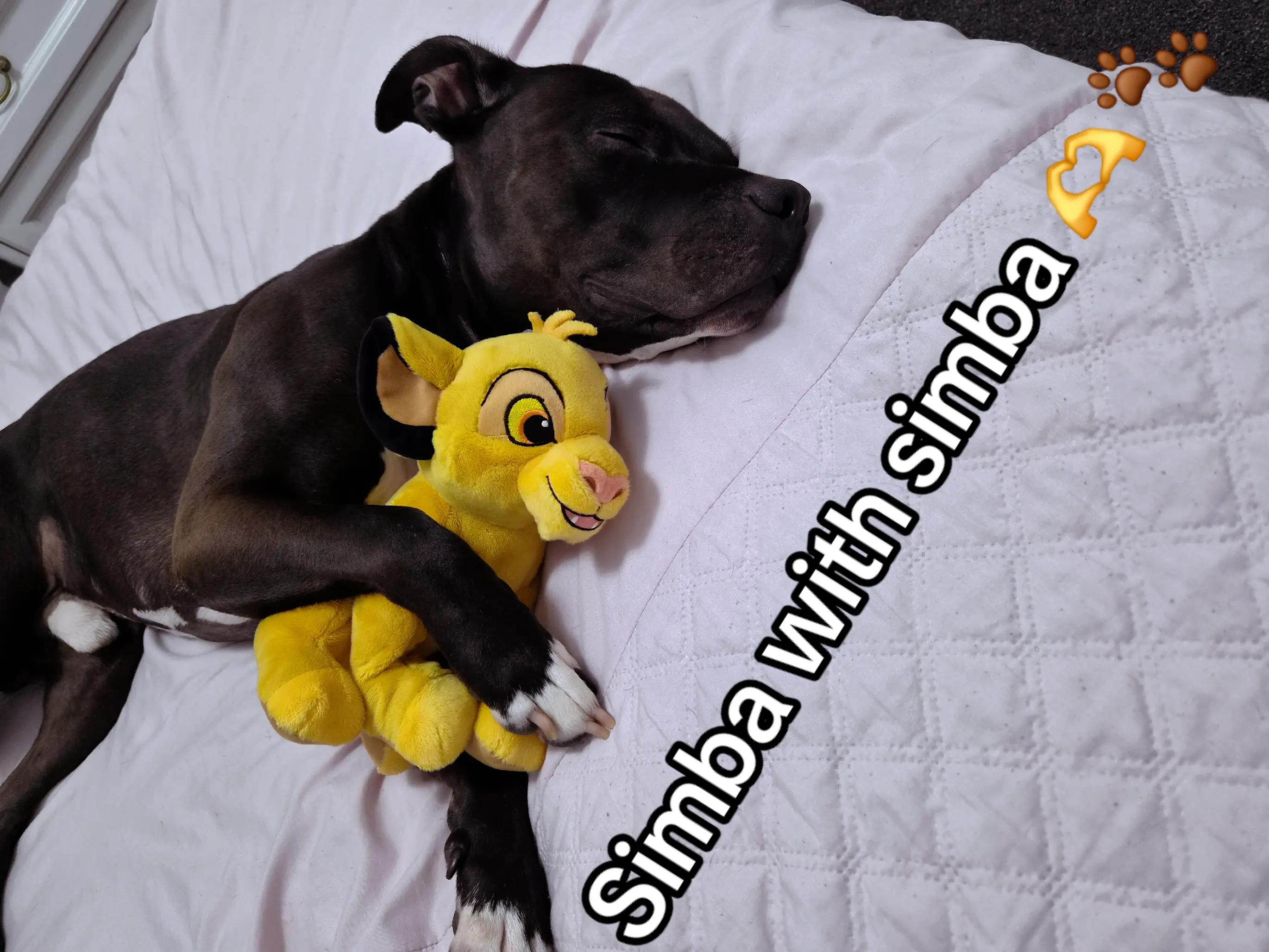 @Claire&simba page 🫶🏻🐾