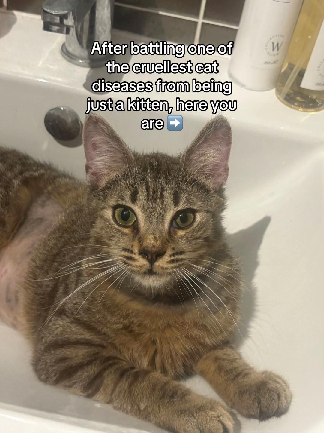 @😺Timothythecat0😺