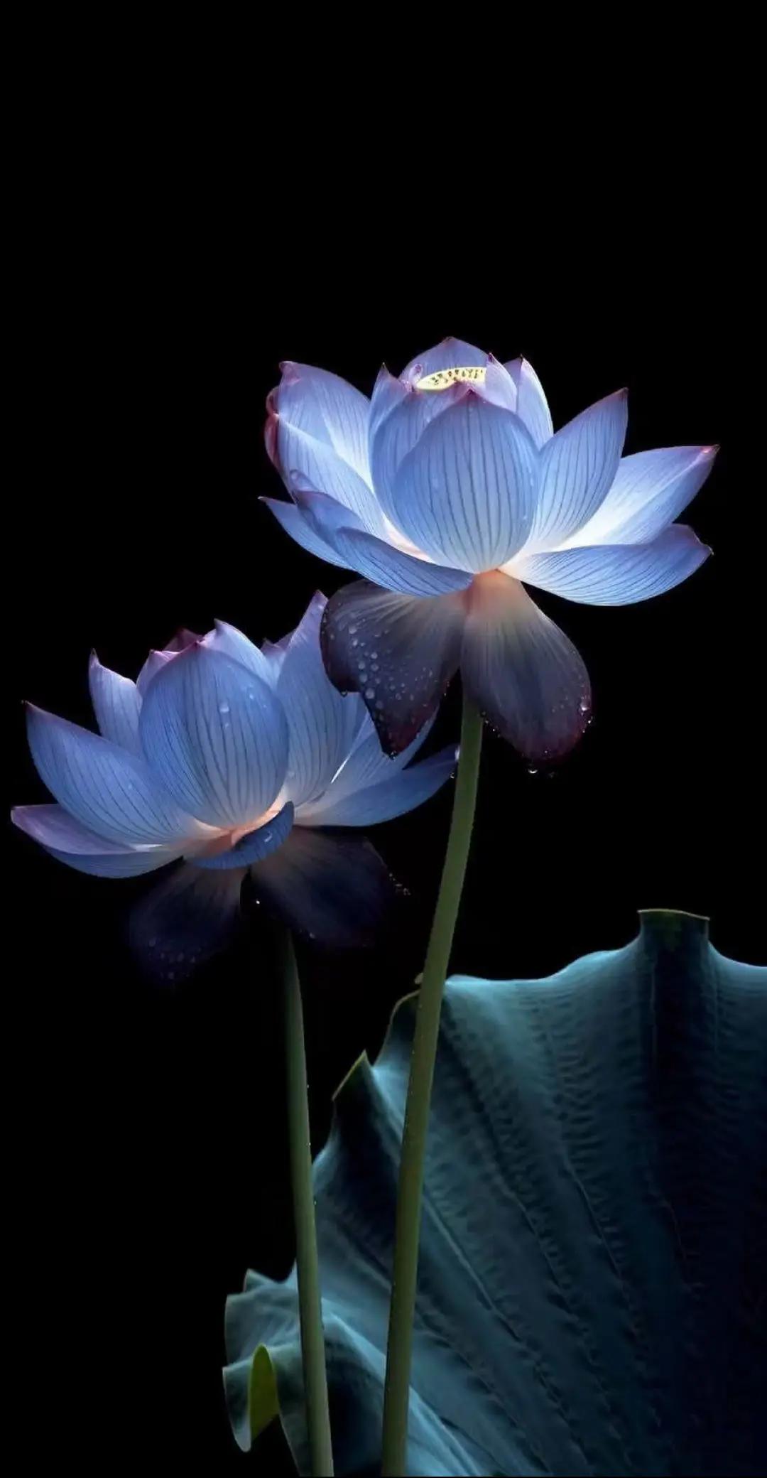 @Hoa 🌺🌺🌺 trên đá