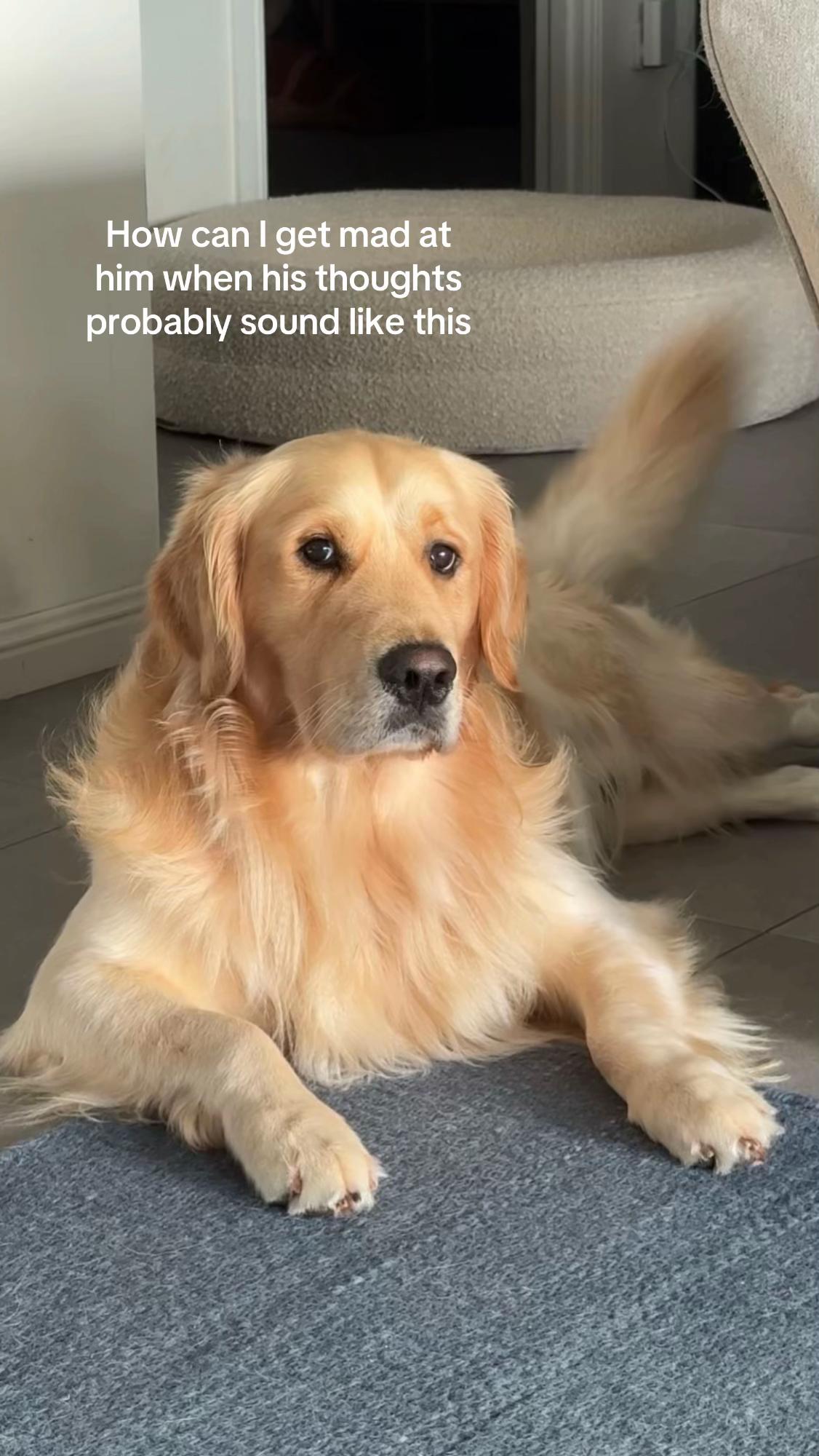 @lunas_golden_life