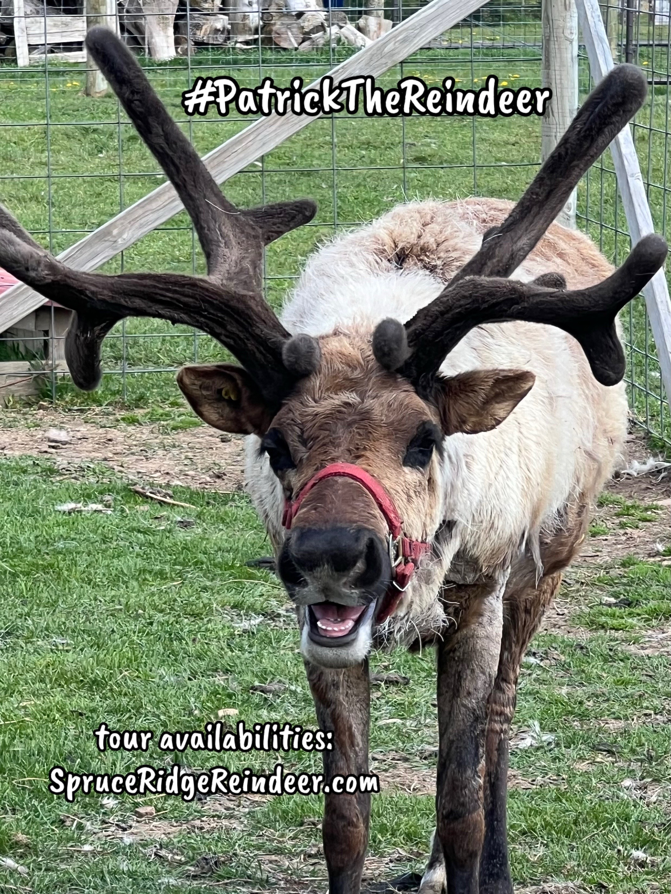 @ReindeerMagicLady