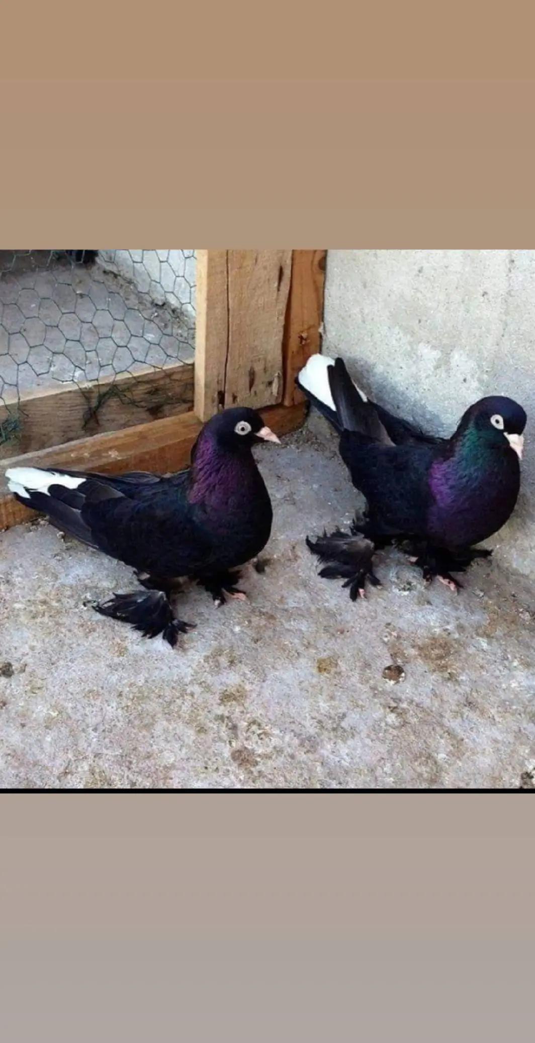 @&ccedil;arşambalı