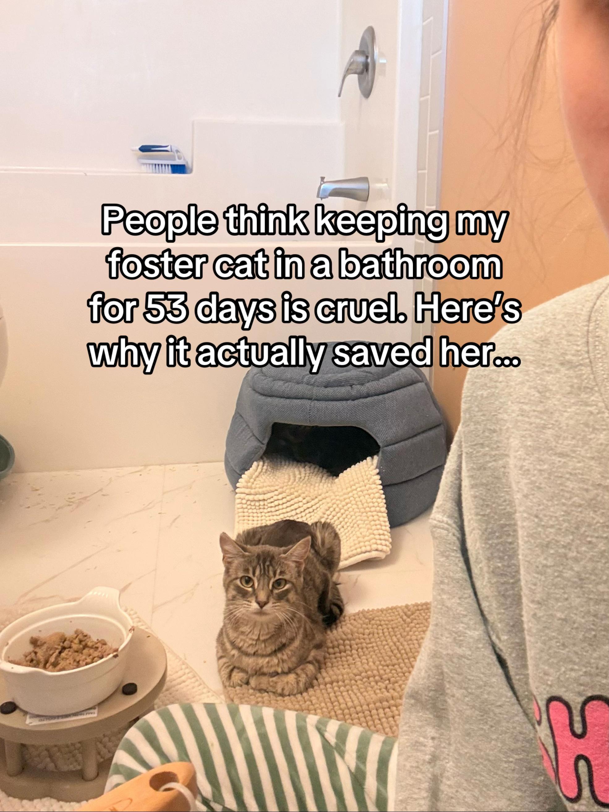 @poppytherescuecat_