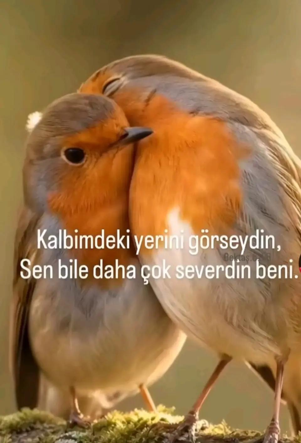 @mavig&ouml;l