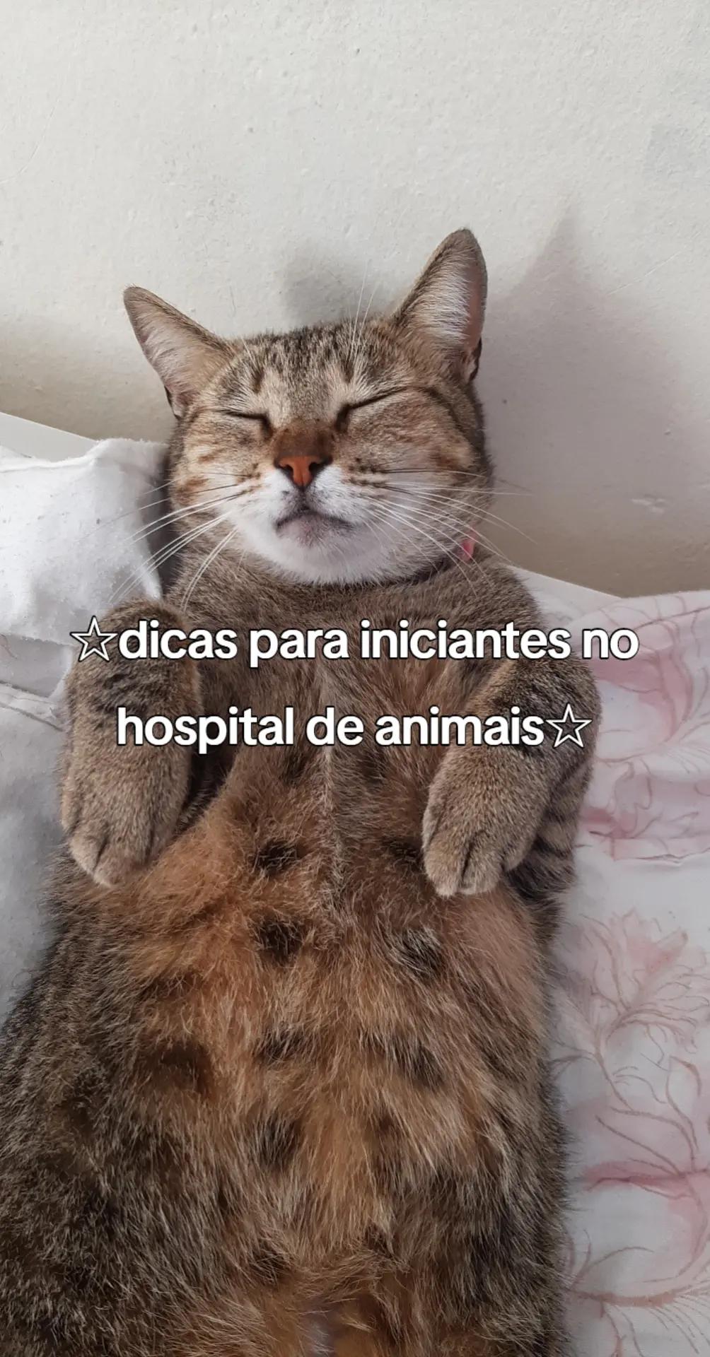 @~gatos brancos⚪🤍(-> <-)☆♡~
