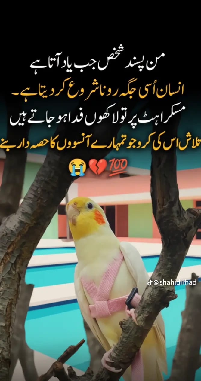 @Rasheed Rasheed