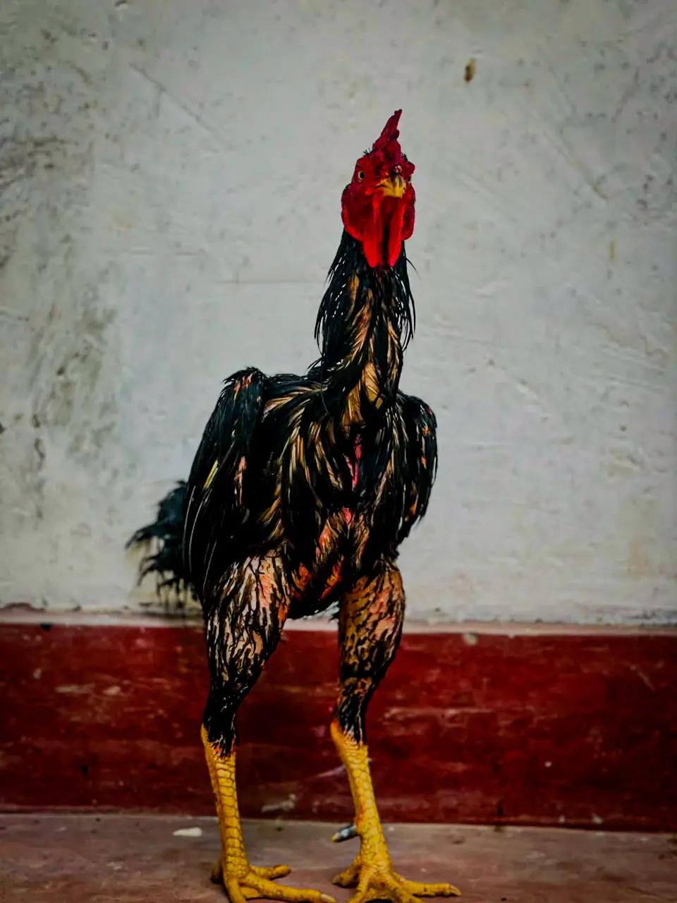 @𝑺𝑯𝑨𝑫𝑶𝑾 ,𝑺