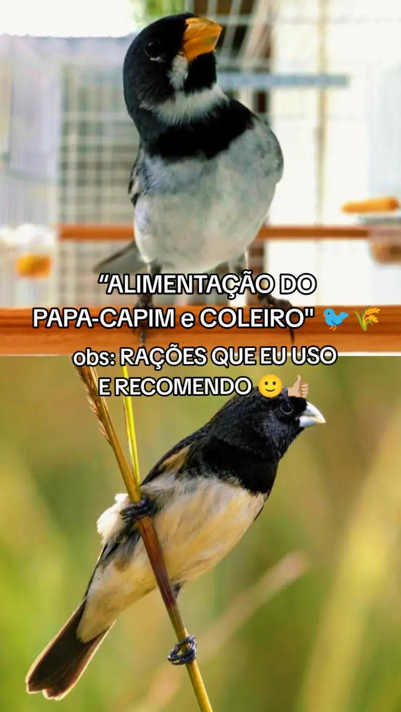 @JR_DO_AZULAOšµ