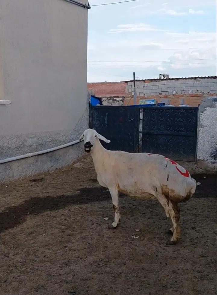@Ramazan G&uuml;ltekin