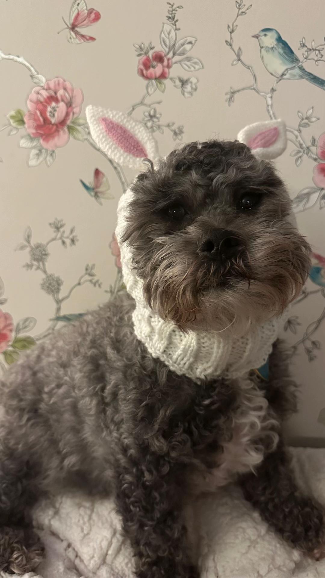 @Samantha & The Mancfurbabies🐝