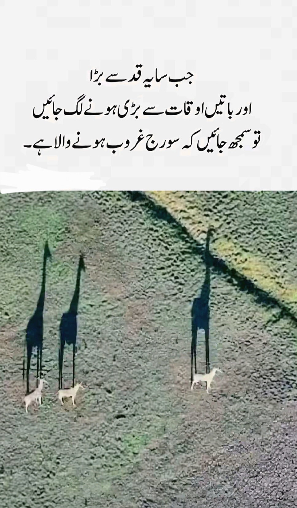 @THQ Qureshi