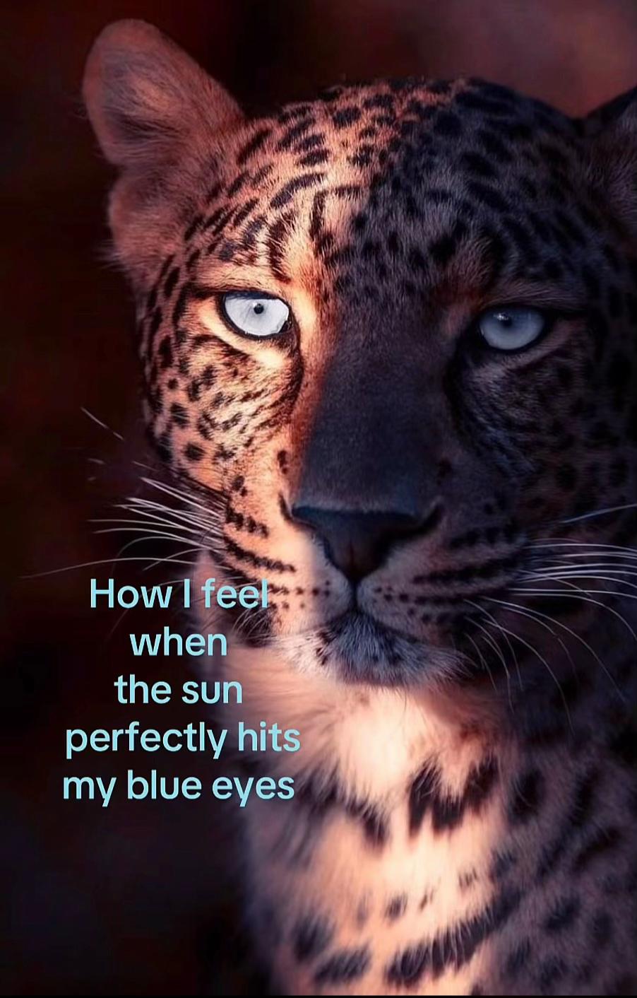 @🐆icole