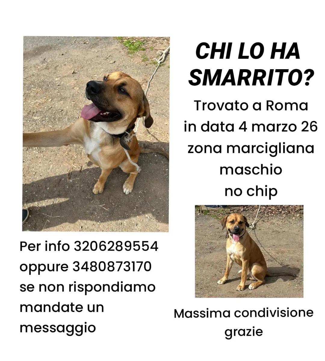 @code felici