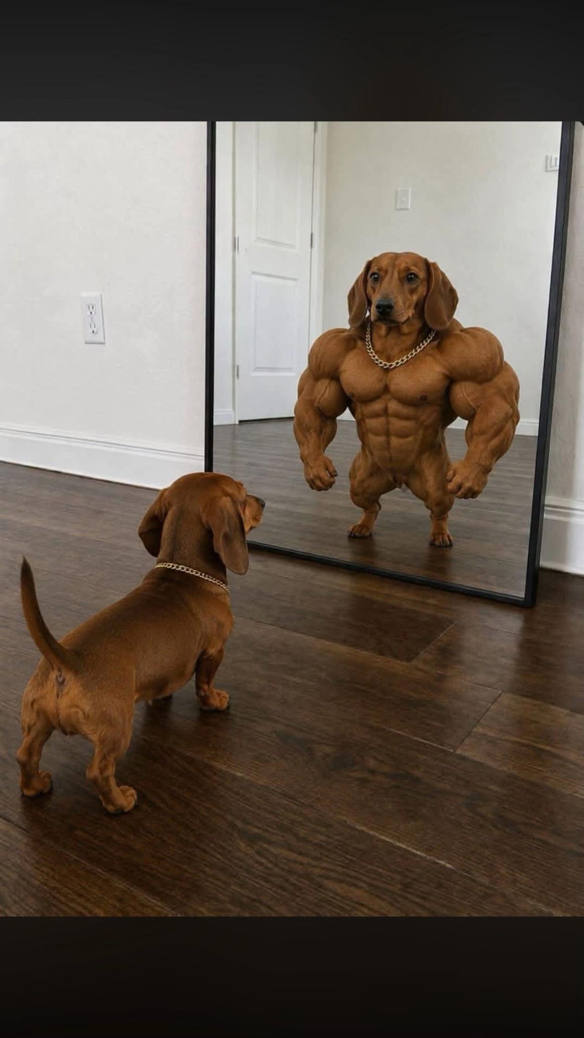 @marleythesausagedog