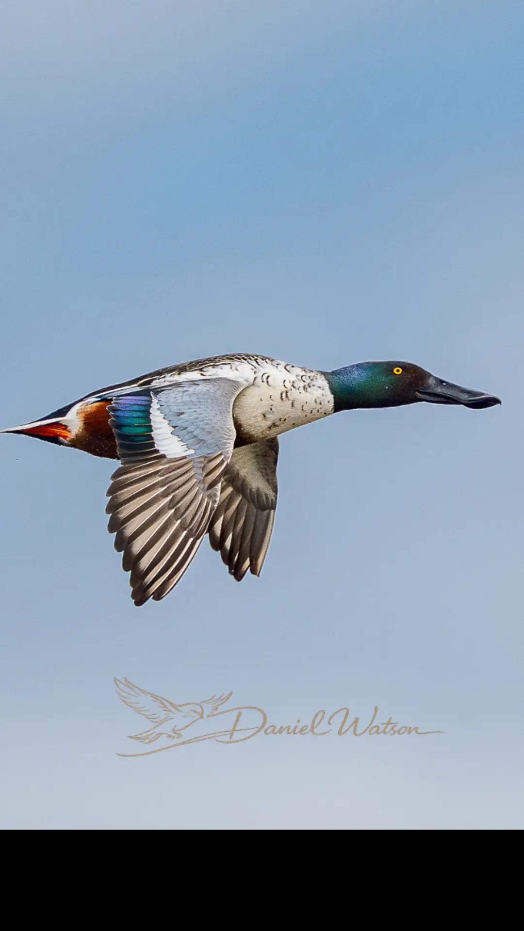 @d.watson.photography
