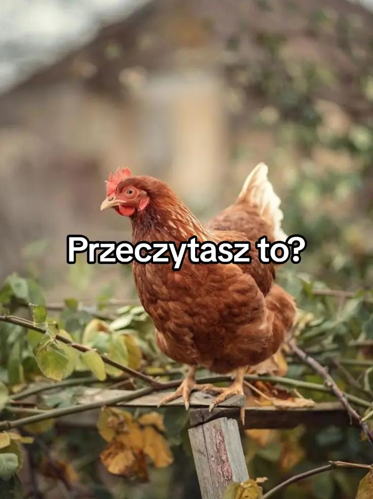 @KochamKurki❤️🐔
