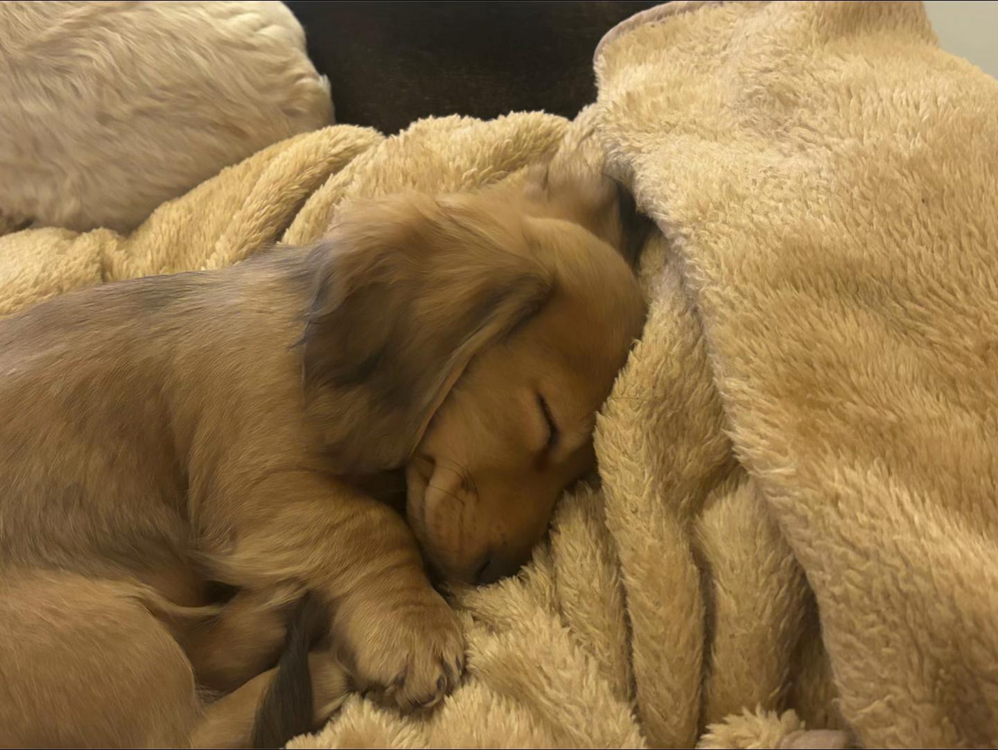 @doglovers1980