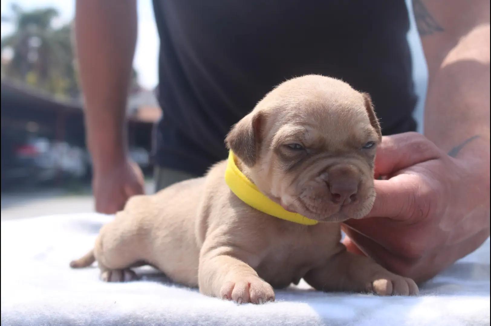 @Raoul's apbt