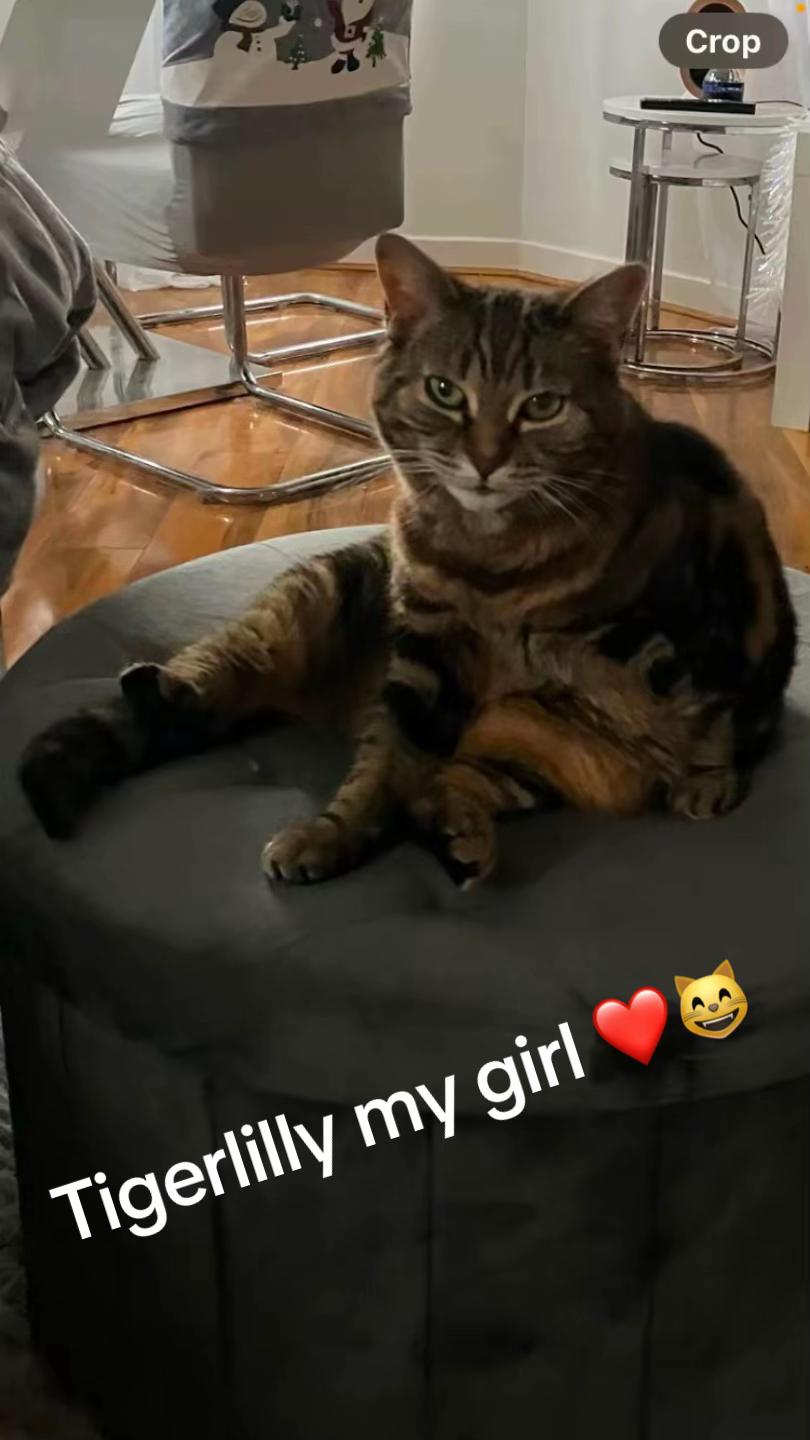 @Madeleine’s Moggies 😸