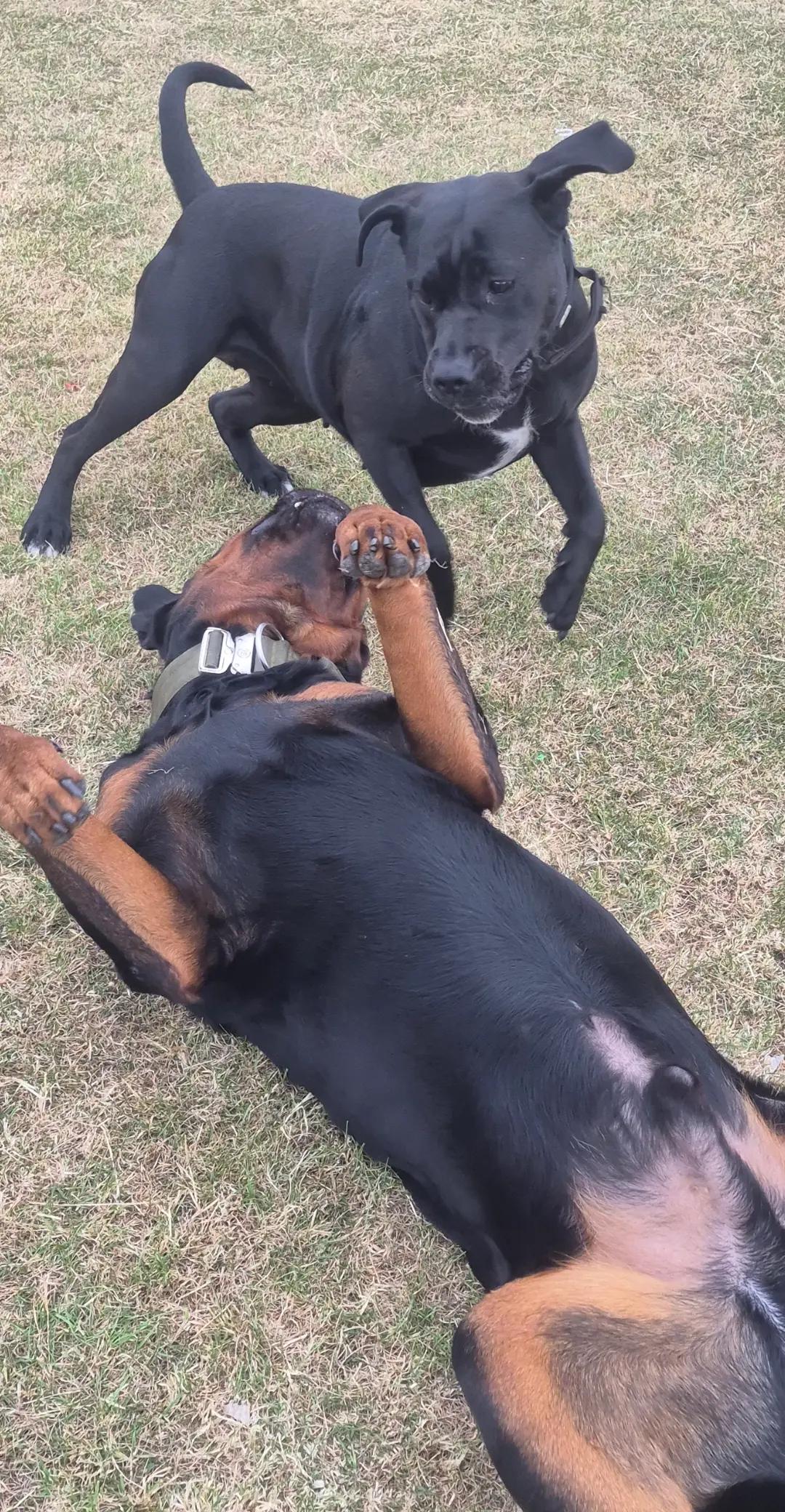 @Reggie the Rott