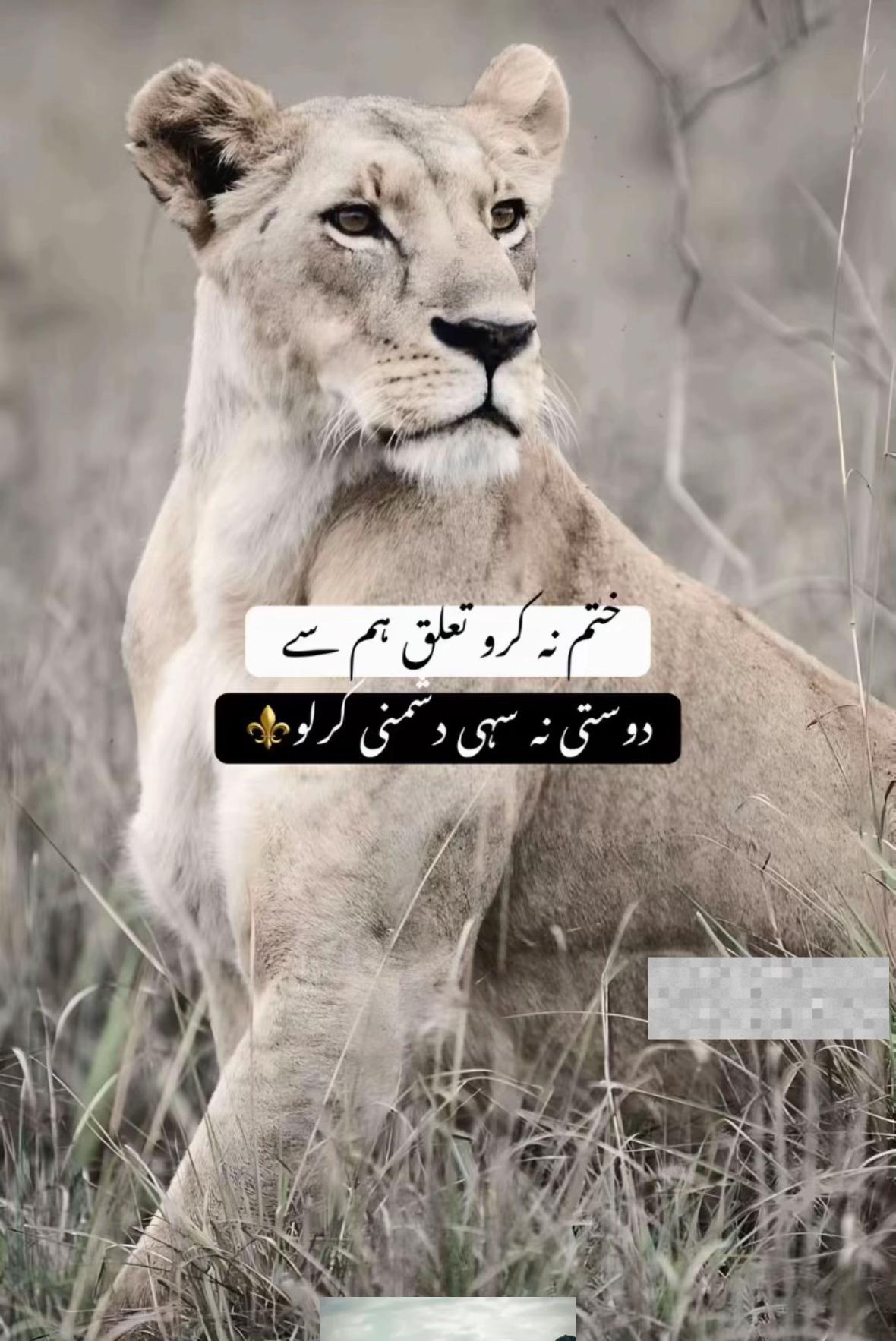 @Ṃīȧƞ Ṃūɓḗḗƞ (मियाँ मुबीन)🇵🇰