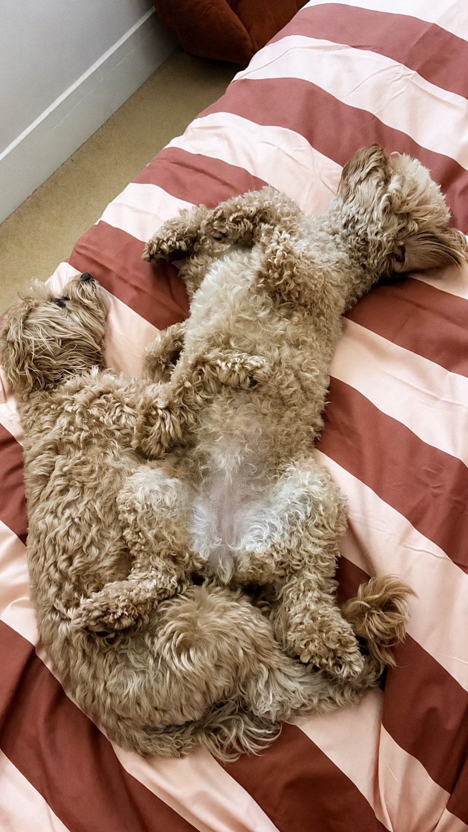 @MilneandMutt