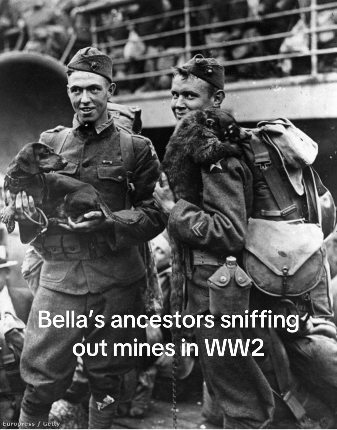 @BellaLongDog