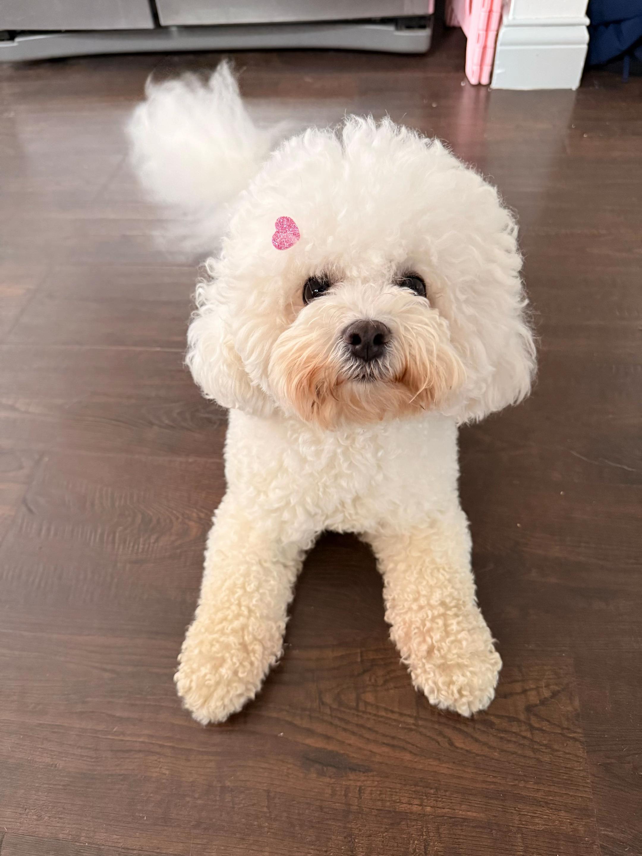 @wonderpetsgrooming