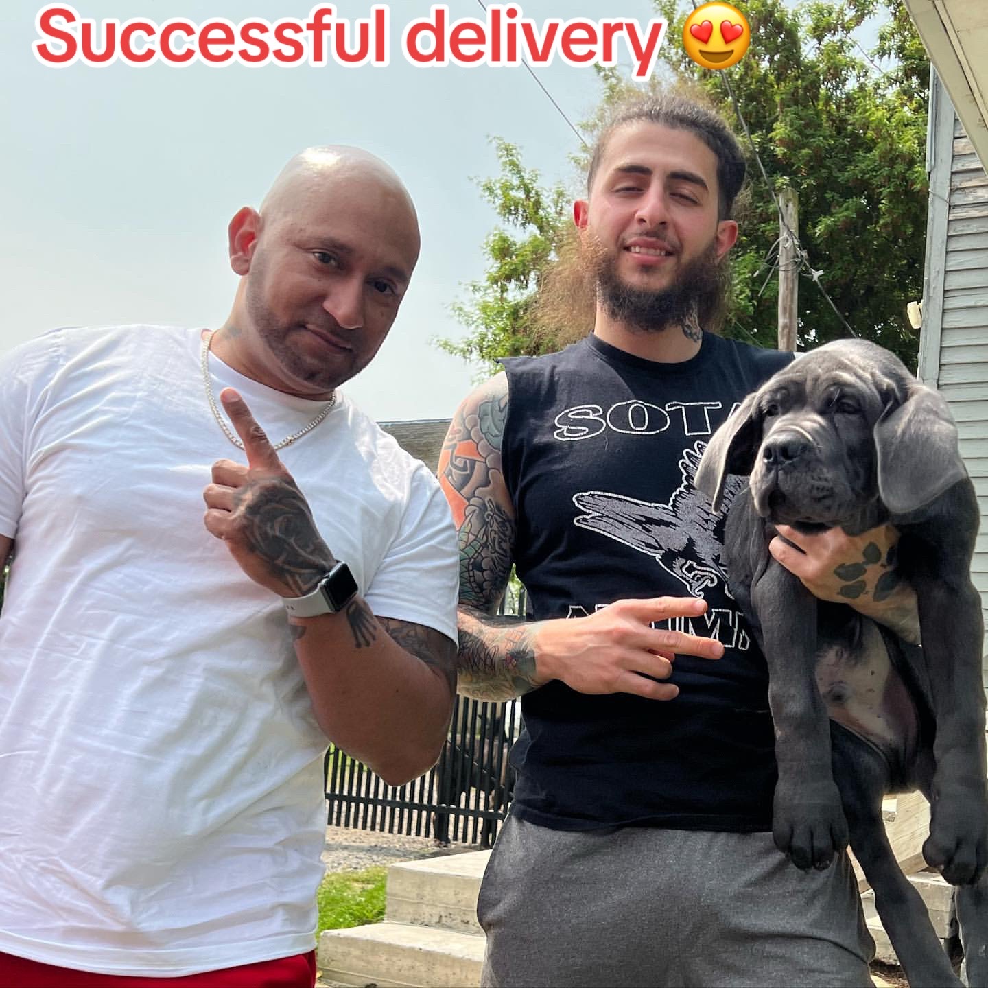@CaneCorso