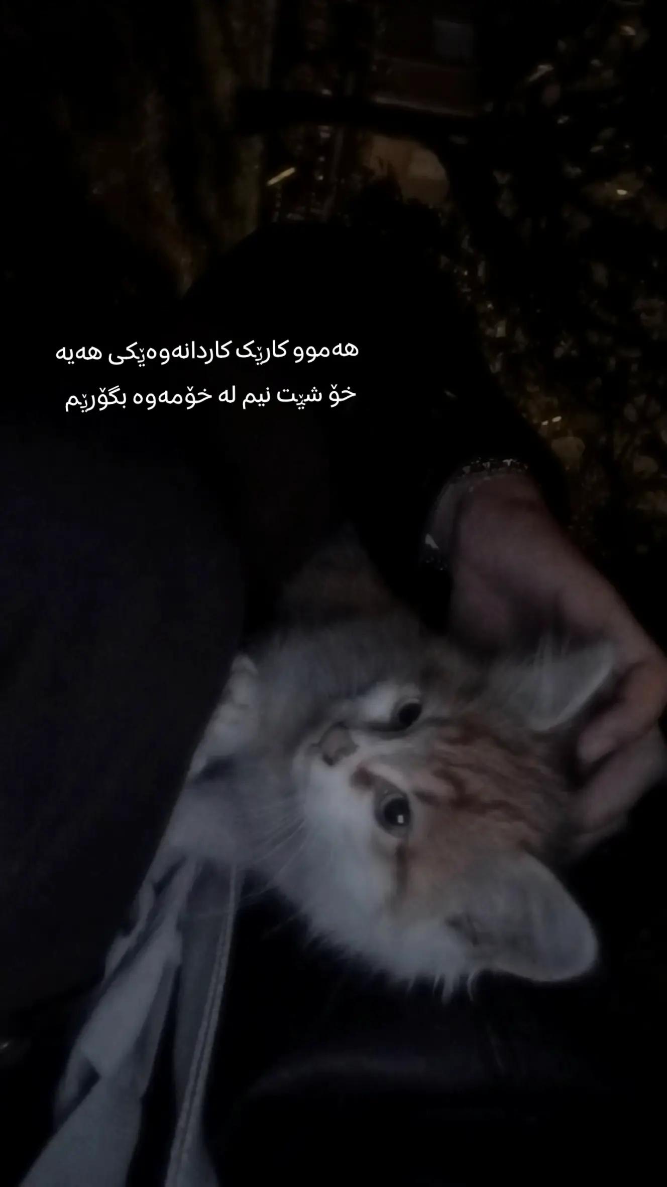 @تیـانـا❤🐈