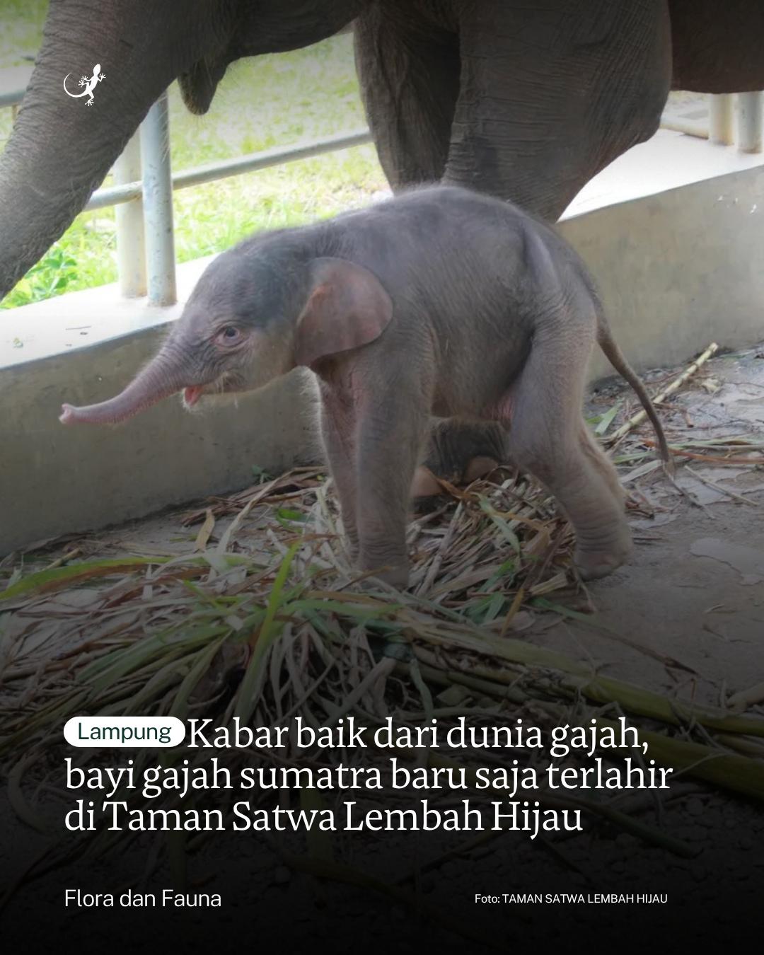 @mongabayindonesia