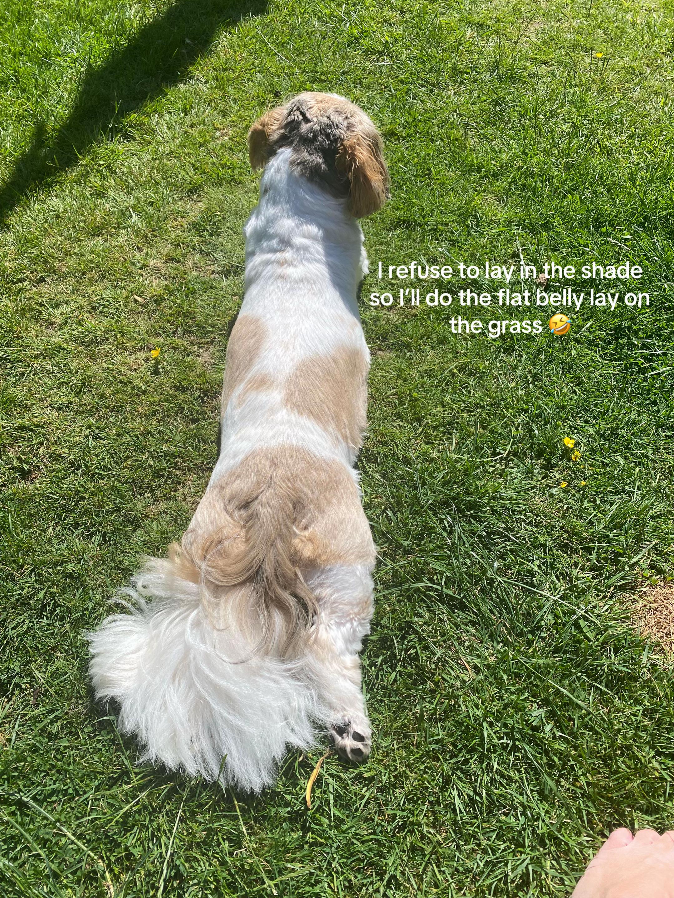 @Dotty and Daisy Shihtzu