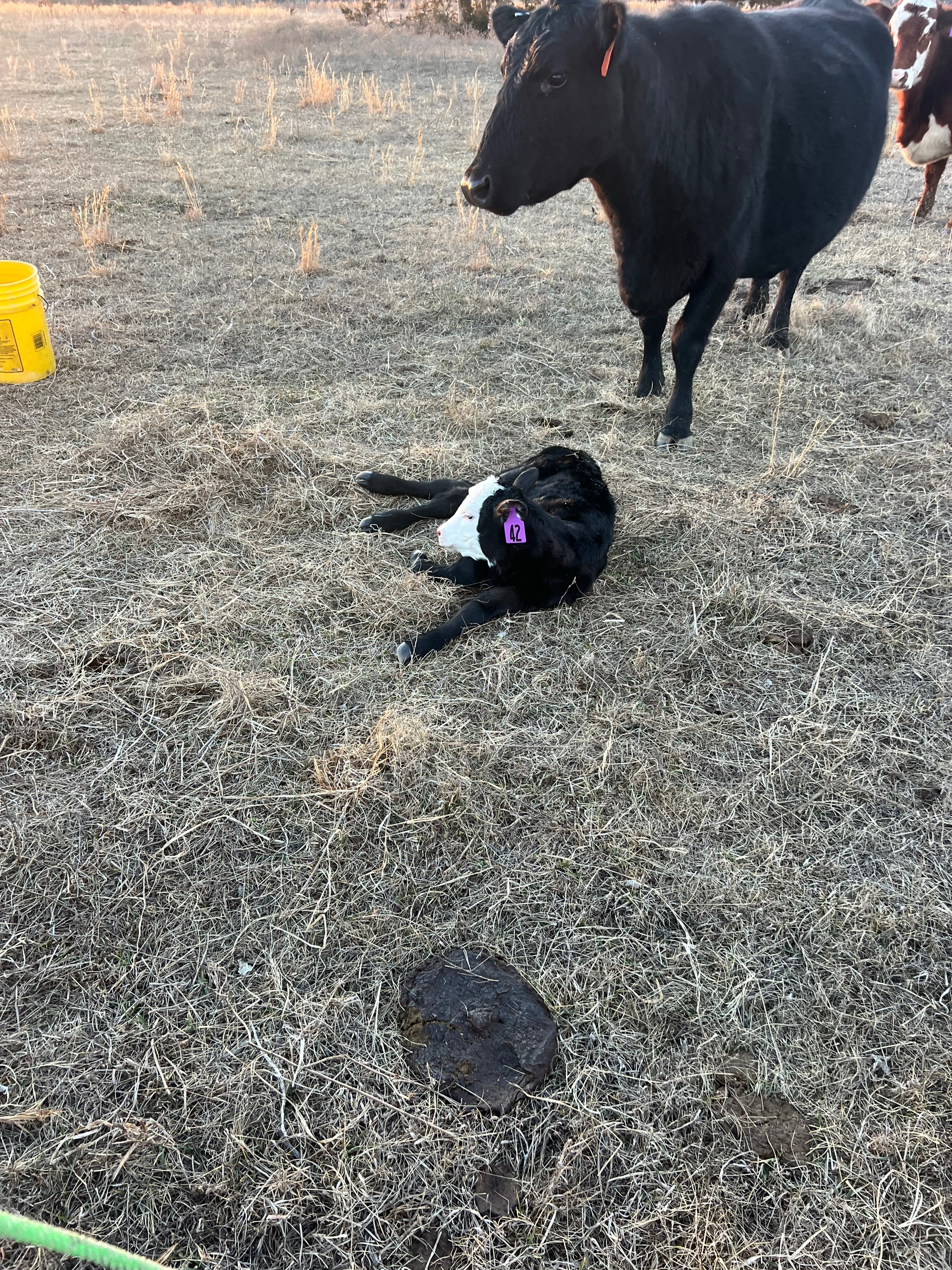 @4W Cattle