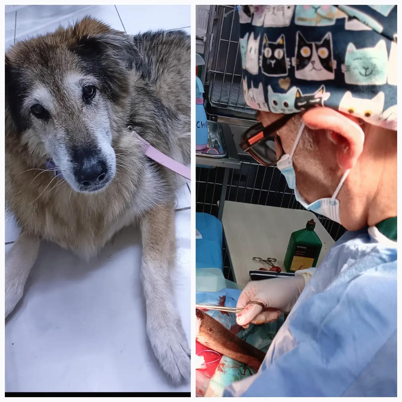 @VillagevVet LLC