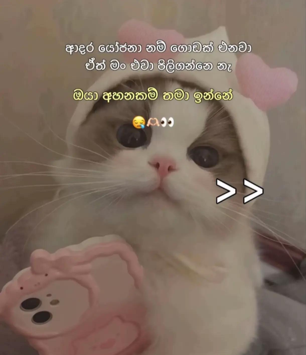 @💫 Sosee🧚🏻&zwj;♀️💗👀