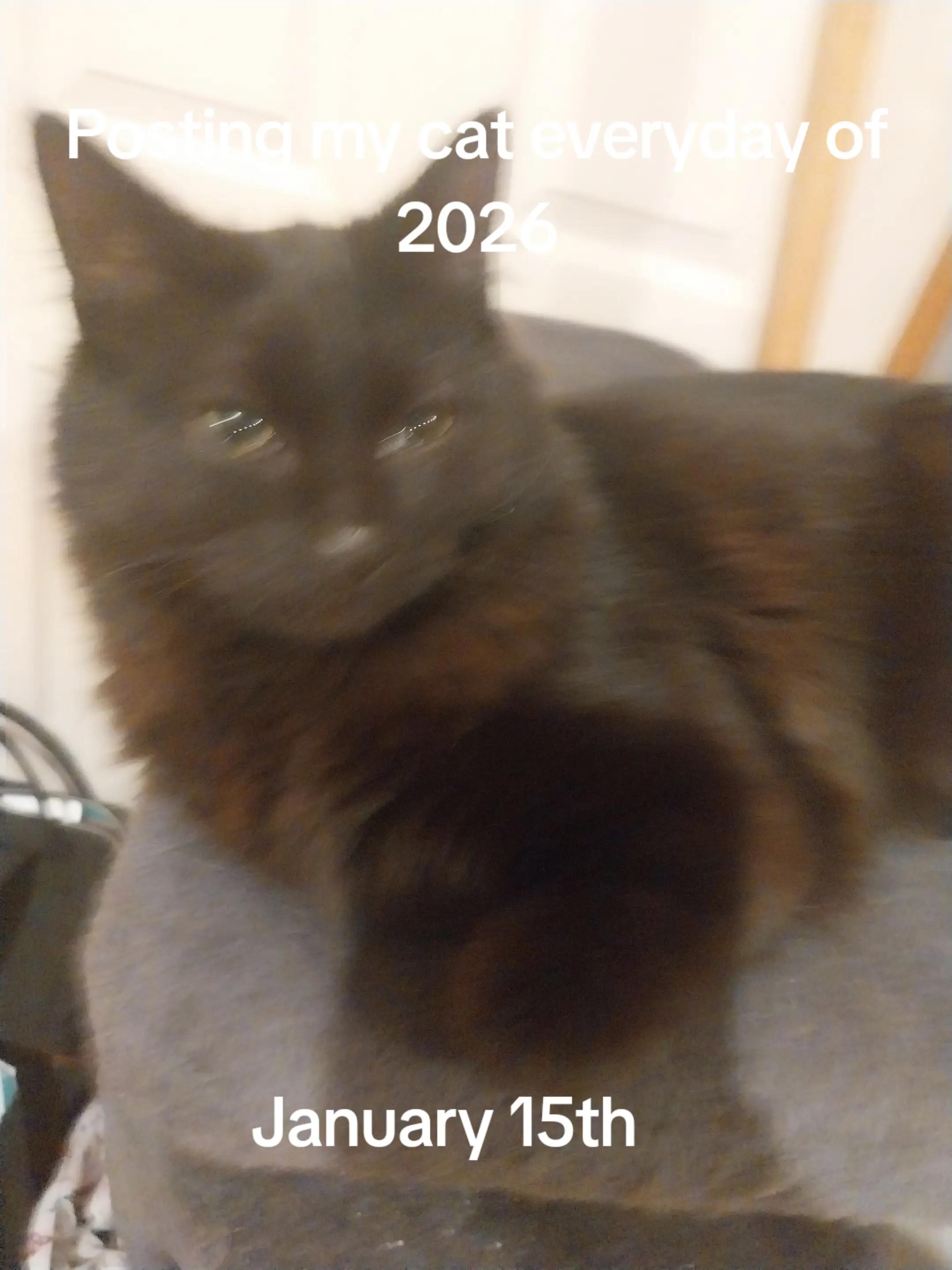 @Weakest Cat Enjoyer