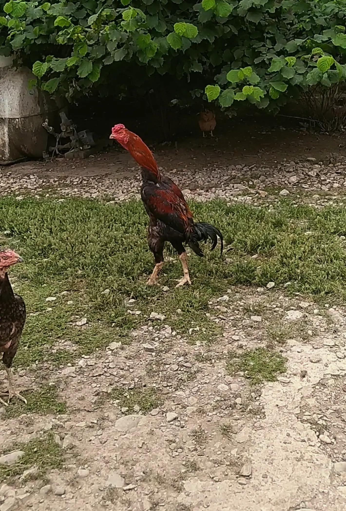 @peşəkarlar 6006556