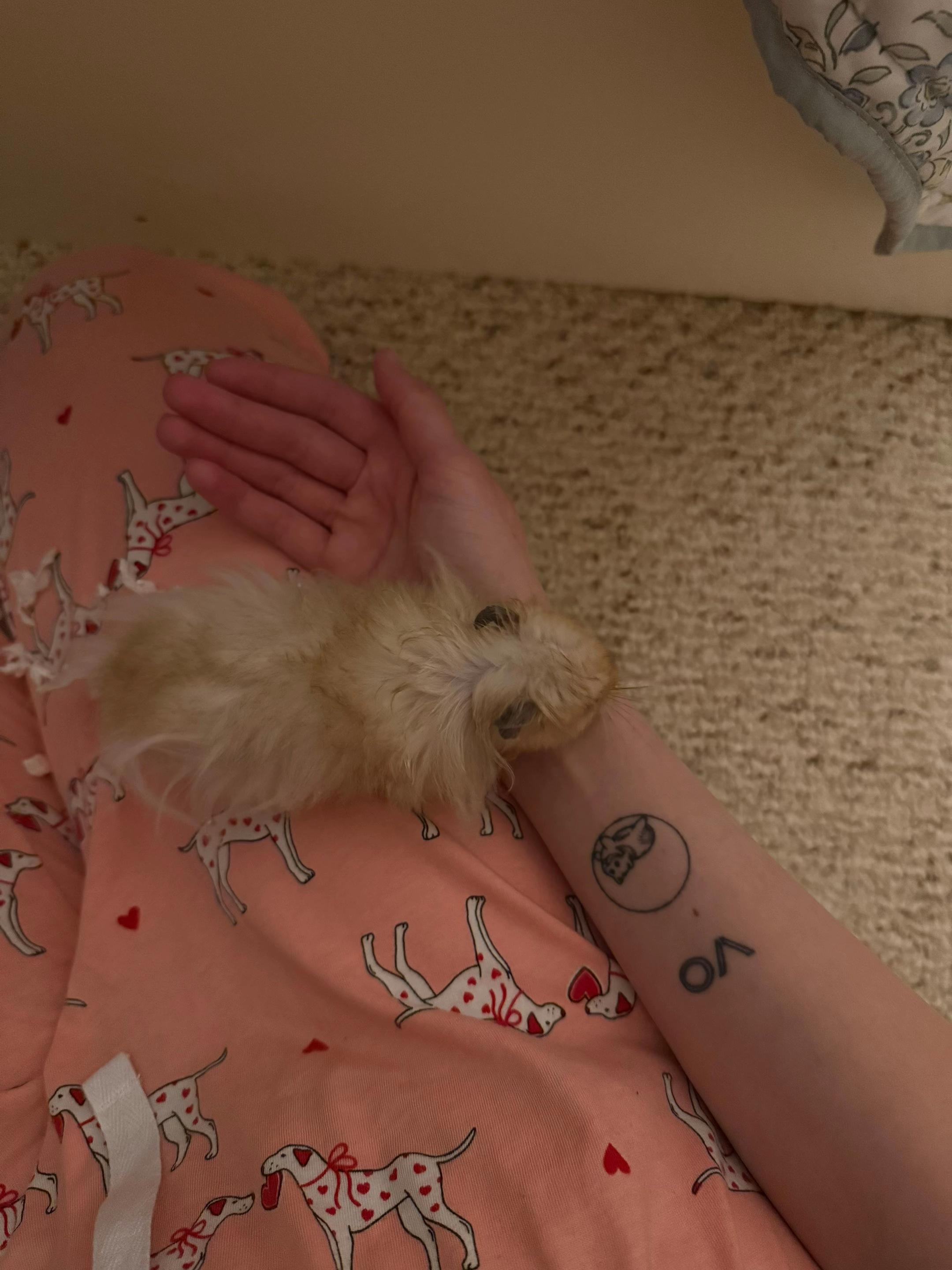 @hamsterwlw