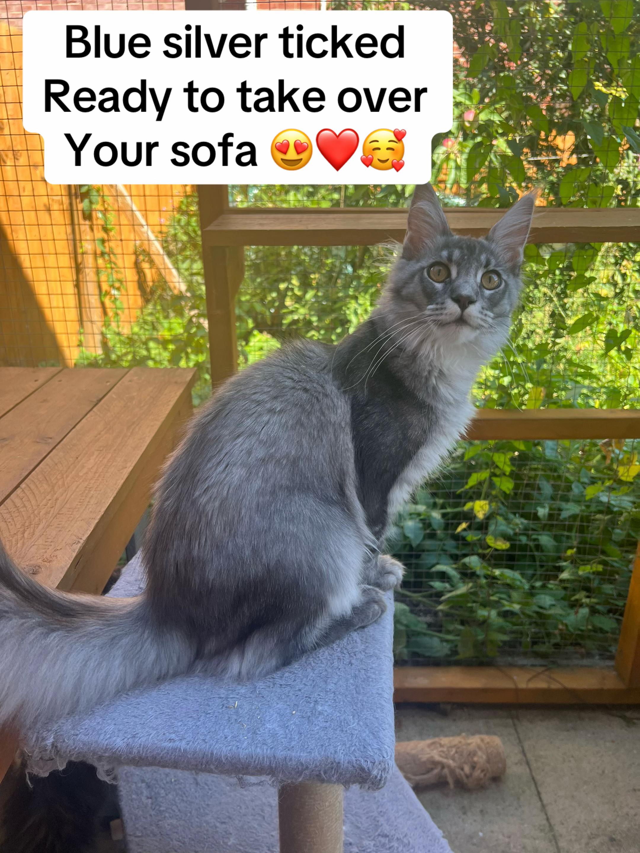 @Meercats MaineCoon
