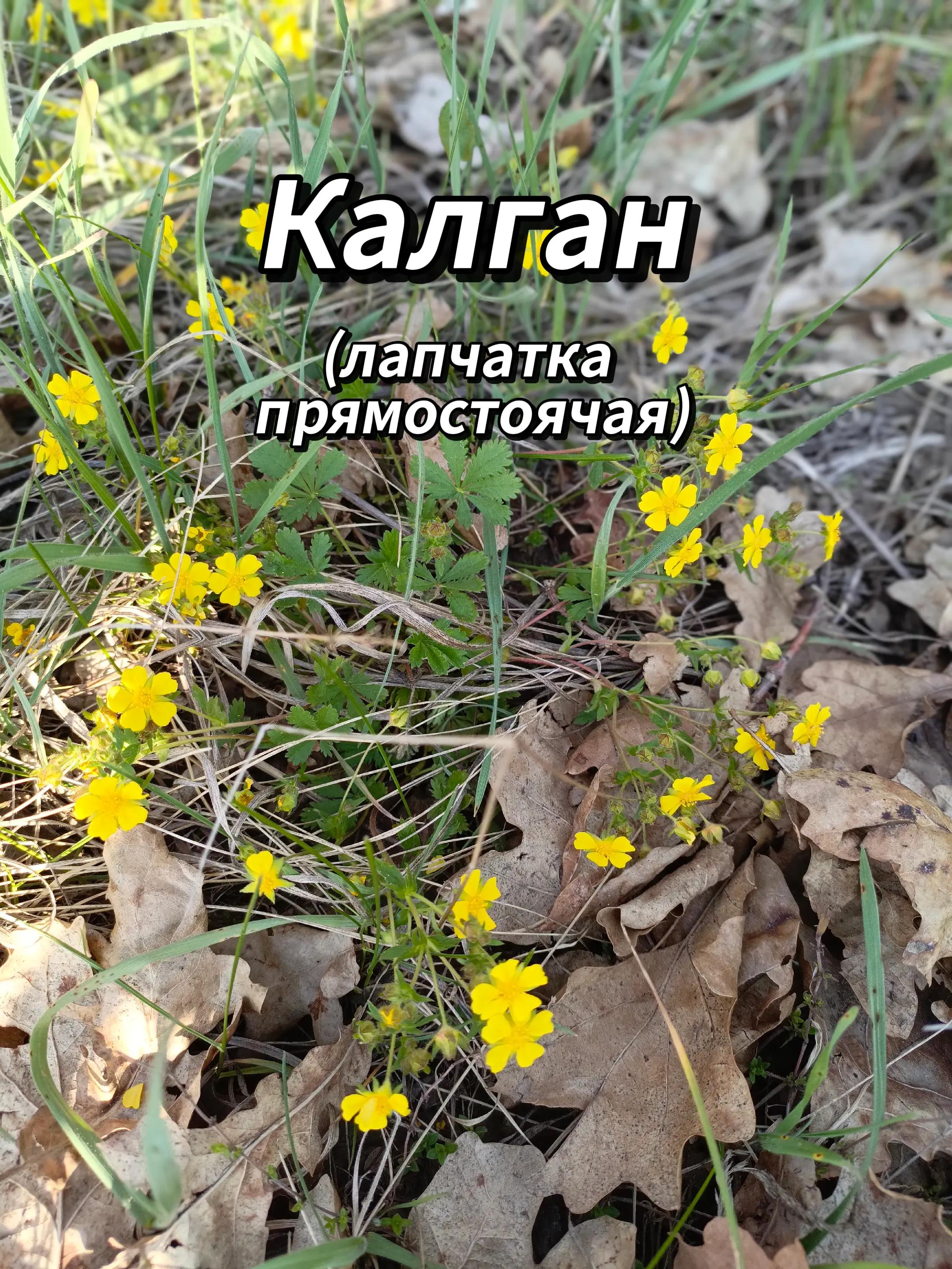 @🍃Зелёный шифр🍃