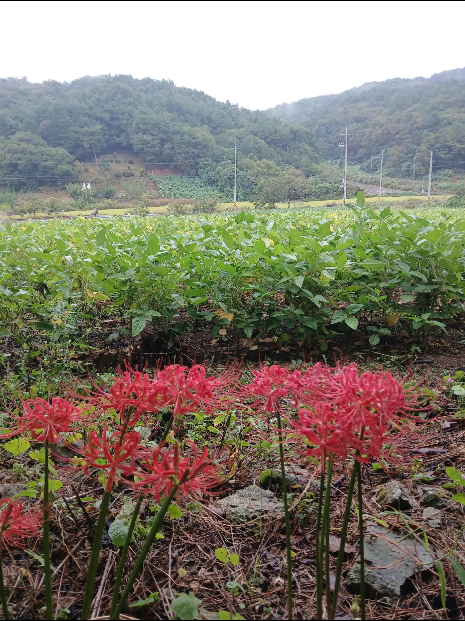 @매동산인
