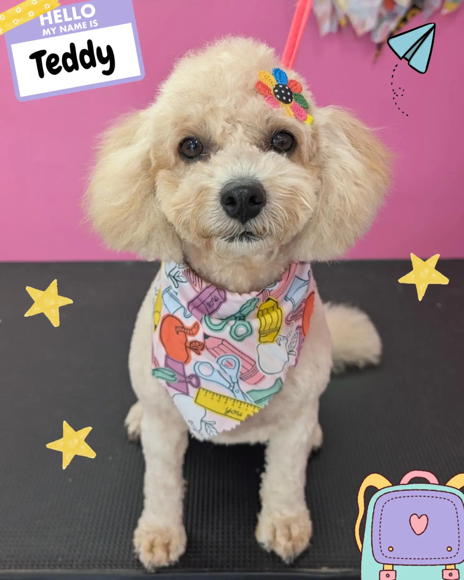 @bubulabapetgrooming