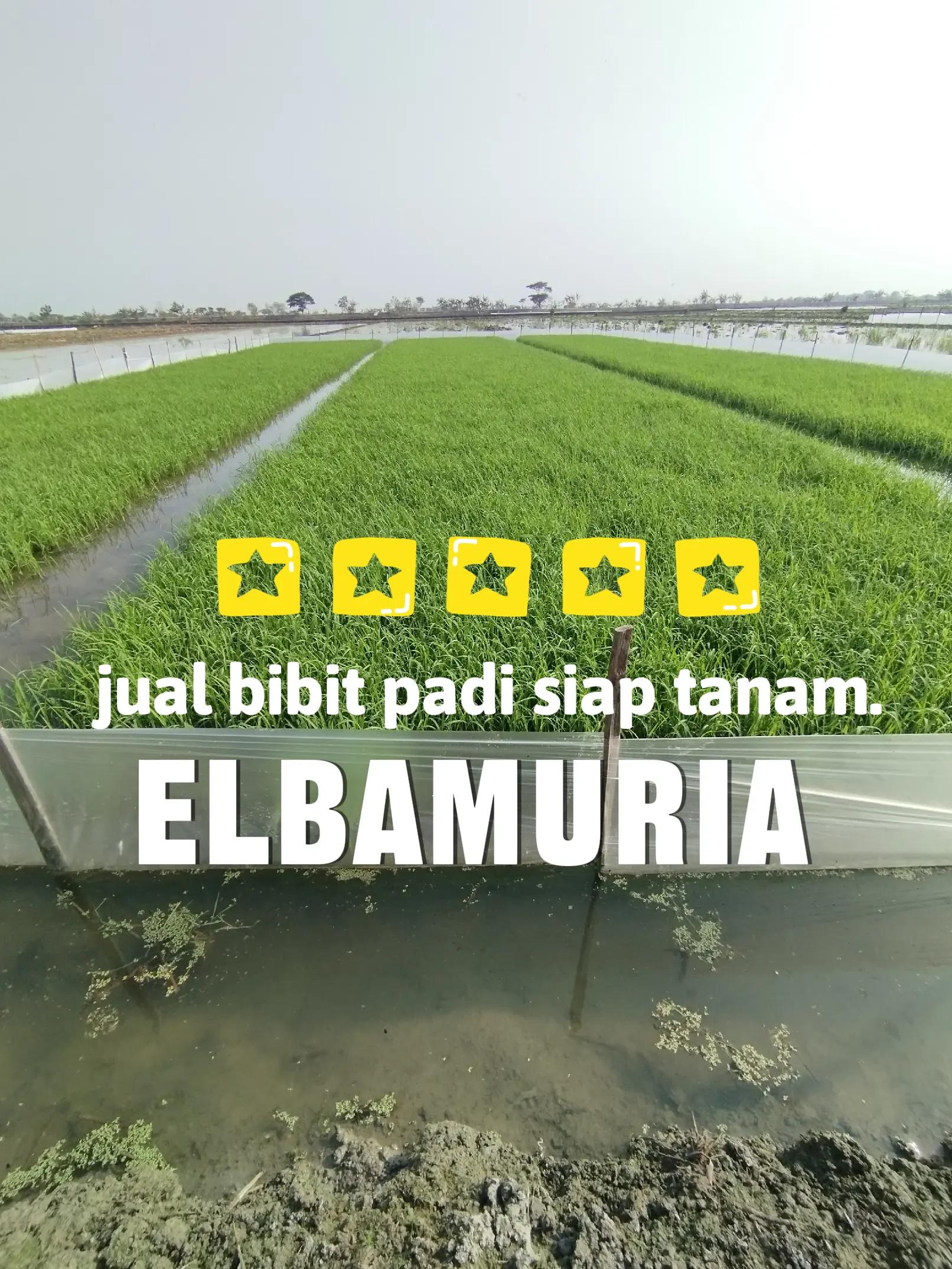 @elbamuria