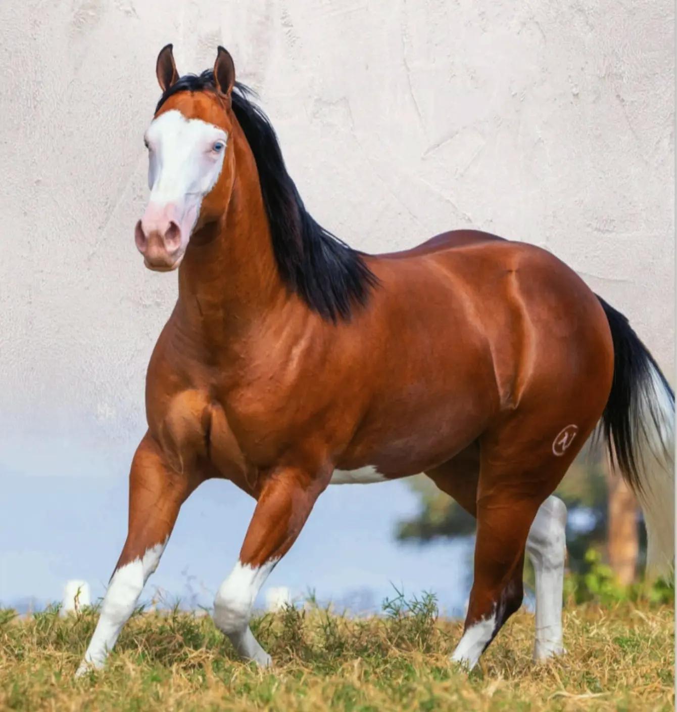 @haras amorim