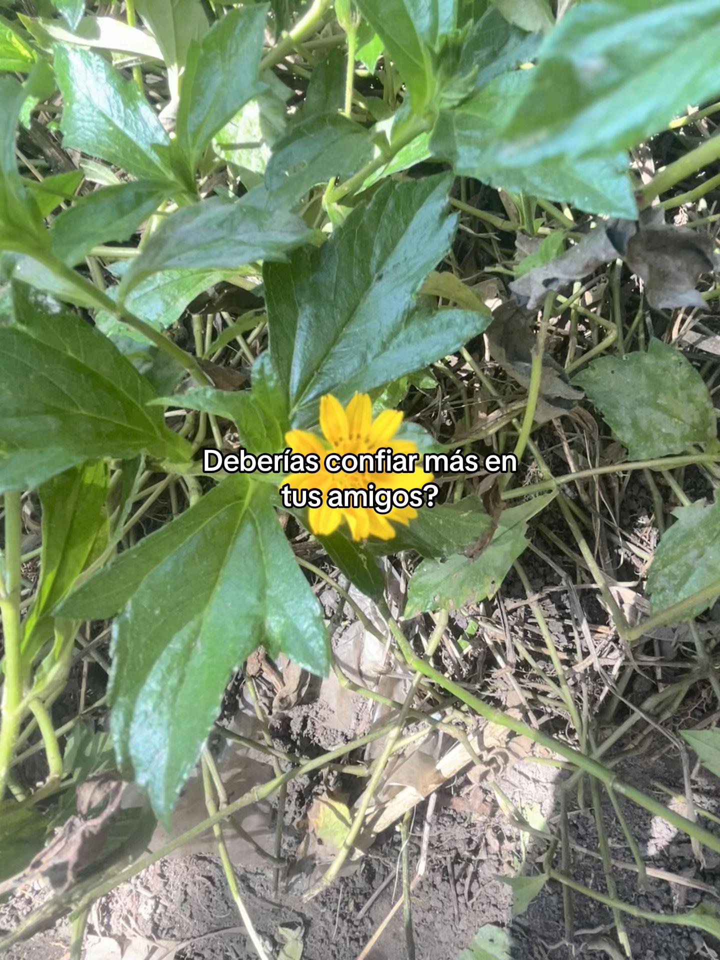 @ℒ𝓊𝒾𝓈 ℛ𝒾𝒸𝒶𝓇𝒹ℴ 🫅🏻