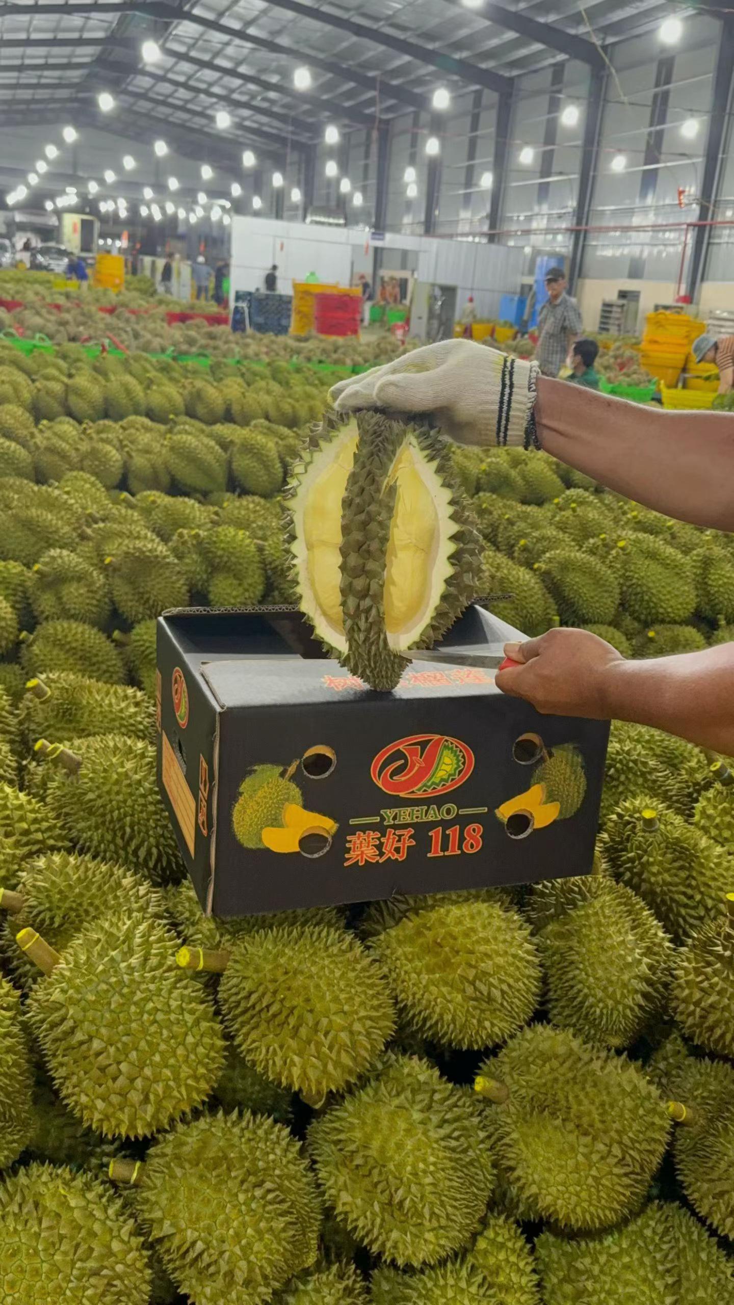 @mansaurienglan168