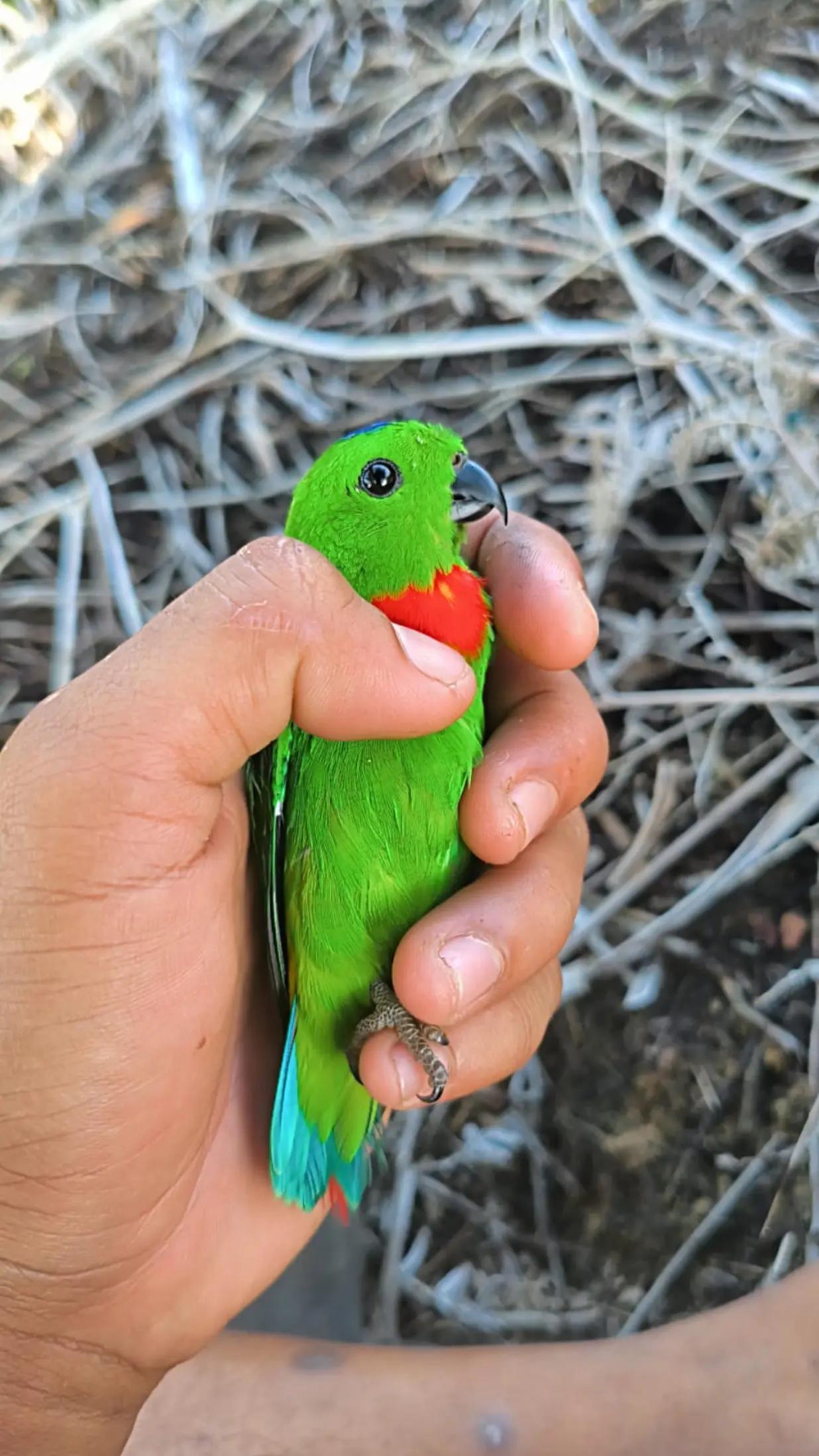 @Srindit kaltara 🦜