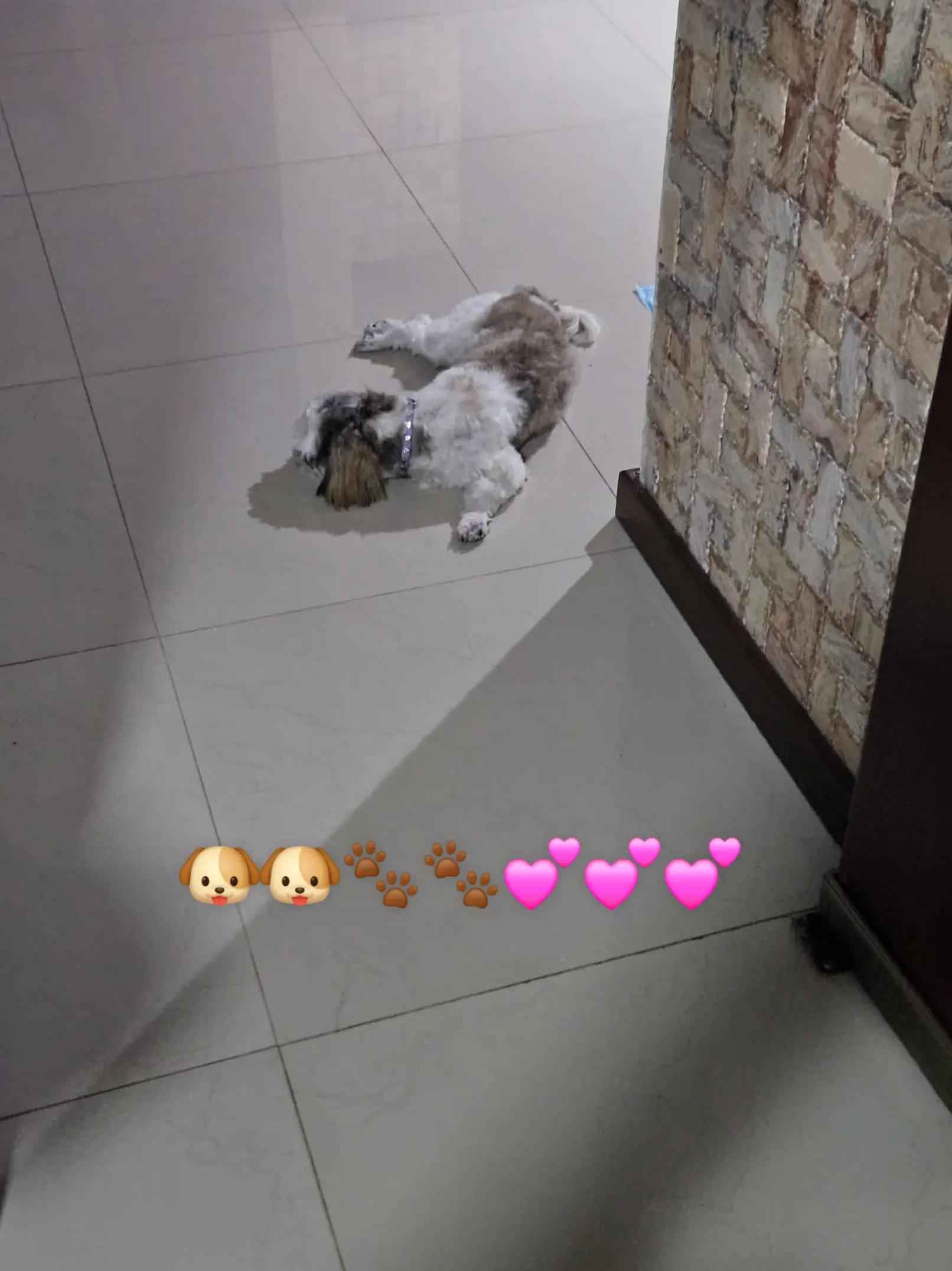 @Harry y Mila Life 🐶🐾