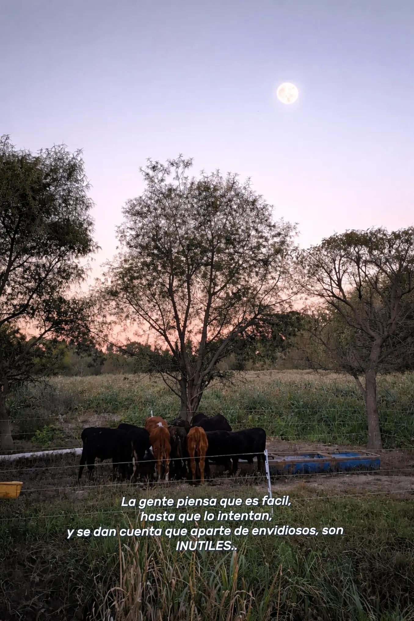 @𝐂𝐋 🤍